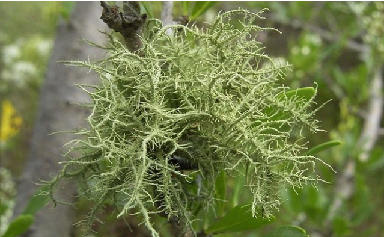 Chlamydia Treatment Home Remedies-Usnea