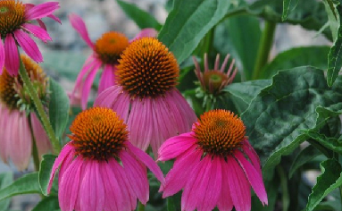 Chlamydia Treatment Home Remedies-Echinacea