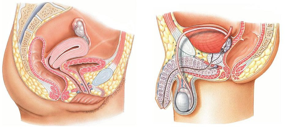 female reproductive diseases treatment
