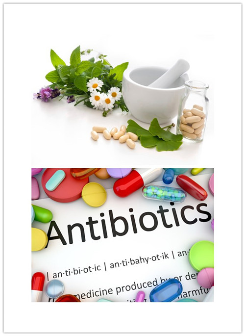 antibiotics or herbal medicine to treat PID